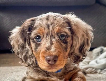 Minyatür Longhair Dachund yavrular - 7445