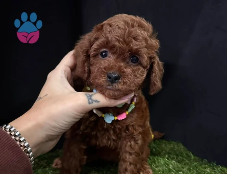 Küçük boyut poodle yavrular - 7446