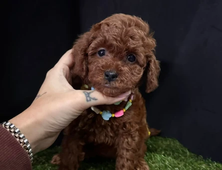 Küçük boyut poodle yavrular - 7446