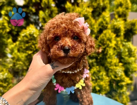 Küçük boyut poodle yavrular - 7446 - Görsel 3