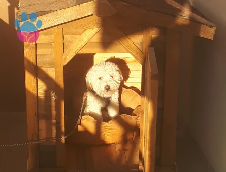 1 yasinda erkek maltipo bakimli satilik - 7447 - Görsel 4