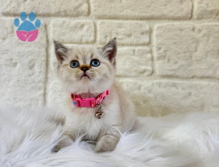 British Shorthair Lynx Point Dişi 2 Aylık