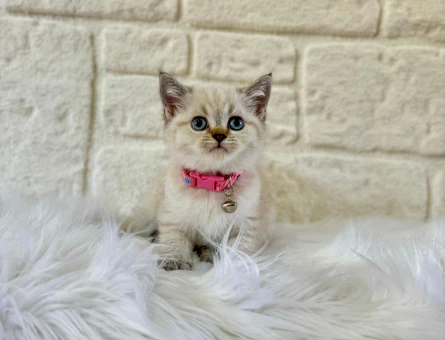 British Shorthair Lynx Point Dişi 2 Aylık
