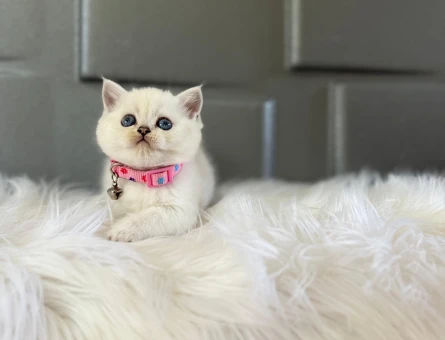 British Shorthair 2 Aylık Beyaz Dişi