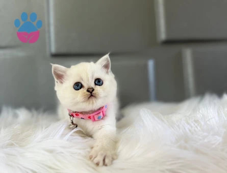 British Shorthair 2 Aylık Beyaz Dişi