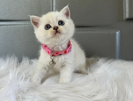 Beyaz British Shorthair Dişi 2 Aylık