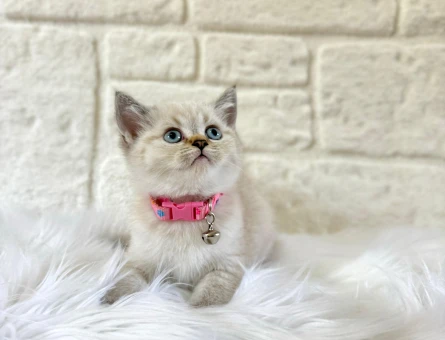 British Shorthair Dişi 2 Aylık Lynx Point