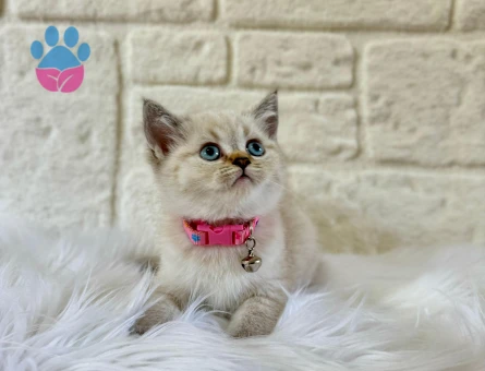 British Shorthair Dişi 2 Aylık Lynx Point