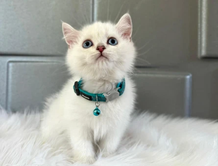 British Shorthair Bluepoint Erkek 2 Aylık