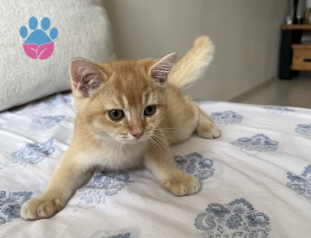 Golden British shorthair 1 Yaşında Yuva Arıyorum