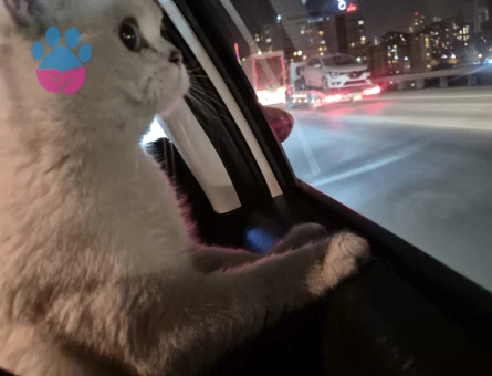 15 Aylık British Shorthair Erkek Kedi – “Efe” 🐾