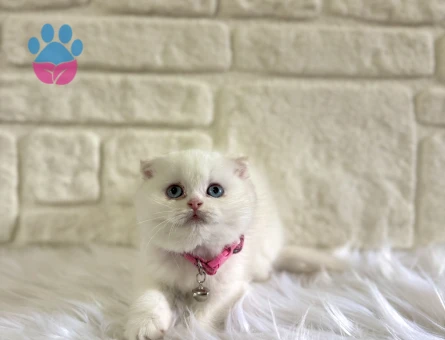Scottish Fold Beyaz Dişi Baby Face 2 Aylık