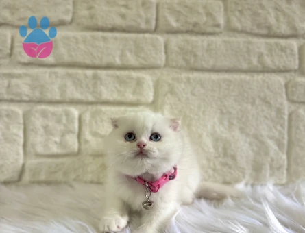 Scottish Fold Beyaz Dişi Baby Face 2 Aylık