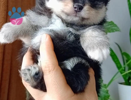 Pomeranian boo - 9396