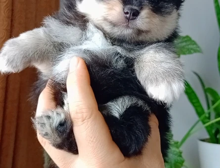 Pomeranian boo - 9396
