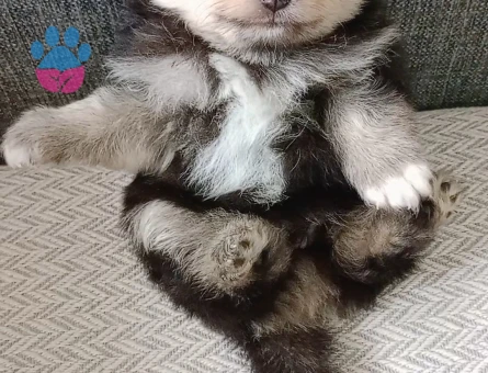 Pomeranian boo - 9396 - Görsel 3