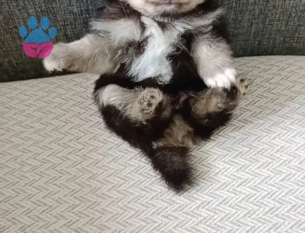 Pomeranian boo - 9396 - Görsel 4