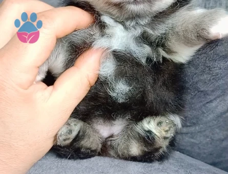 Pomeranian boo - 9396 - Görsel 5