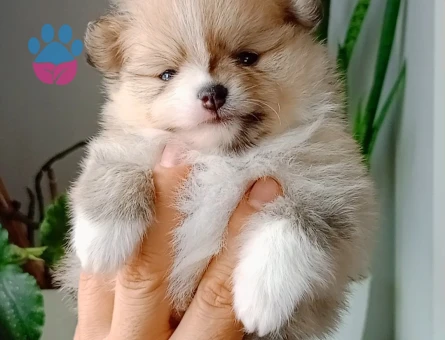 Pomeranian boo - 9397
