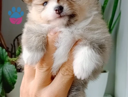 Pomeranian boo - 9397 - Görsel 3