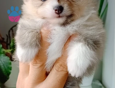 Pomeranian boo - 9397 - Görsel 4