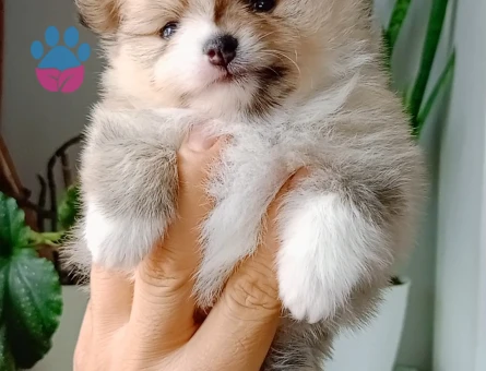 Pomeranian boo - 9397 - Görsel 5