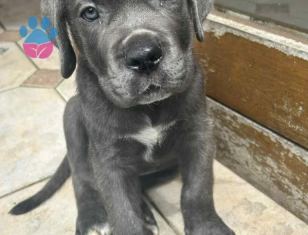 ÂSİL KAN CANE CORSE - 9398 - Görsel 2