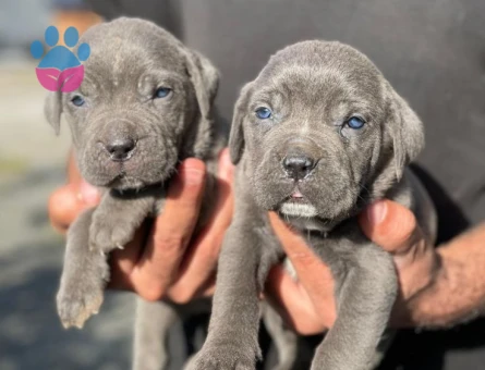ÂSİL KAN CANE CORSE - 9398