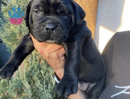 ÂSİL KAN CANE CORSE - 9398 - Görsel 4