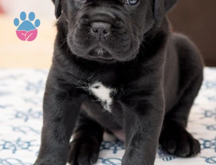 ÂSİL KAN CANE CORSE - 9398 - Görsel 5