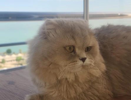 Erkek British Shorthair Kedi Yuva Arıyor - 9400