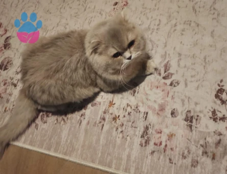 Erkek British Shorthair Kedi Yuva Arıyor - 9400 - Görsel 3