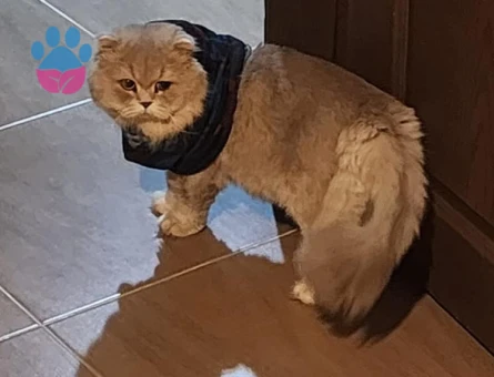 Erkek British Shorthair Kedi Yuva Arıyor - 9400 - Görsel 4
