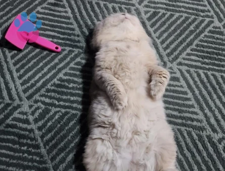 Erkek British Shorthair Kedi Yuva Arıyor - 9400 - Görsel 5