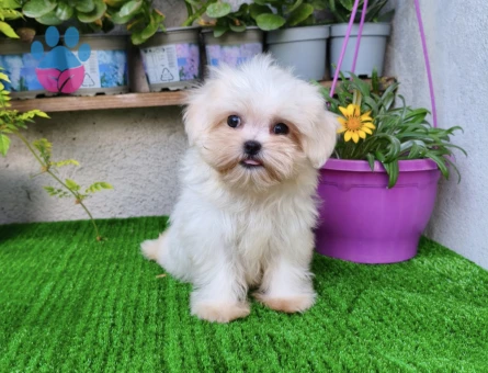 Teacup dişi Kore Maltese - 9401