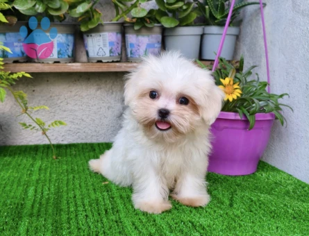Teacup dişi Kore Maltese - 9401 - Görsel 3
