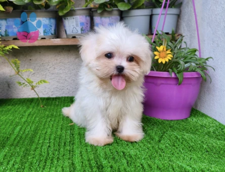 Teacup dişi Kore Maltese - 9401 - Görsel 4