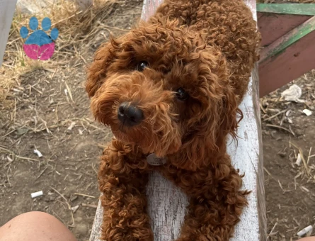 Toy poodl - 9402
