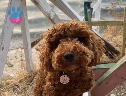 Toy poodl - 9402 - Görsel 3