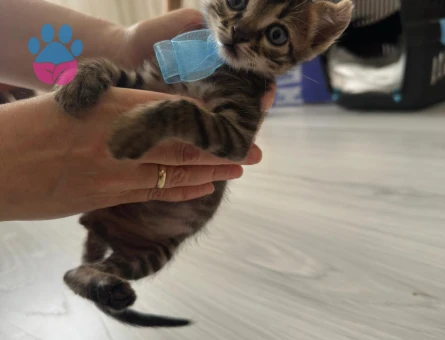 Gofret, 6 haftalık erkek kedi (Acil yuva aranıyor) (Ücretsiz) - 9403 - Görsel 2
