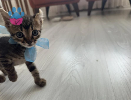 Gofret, 6 haftalık erkek kedi (Acil yuva aranıyor) (Ücretsiz) - 9403 - Görsel 4