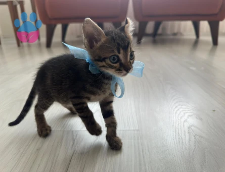 Gofret, 6 haftalık erkek kedi (Acil yuva aranıyor) (Ücretsiz) - 9403 - Görsel 3