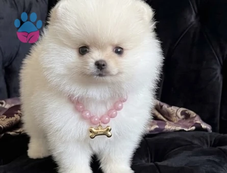 POMERANİAN BOO TEA CUP - 9404