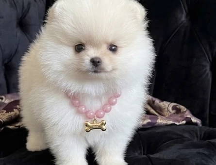 POMERANİAN BOO TEA CUP - 9404