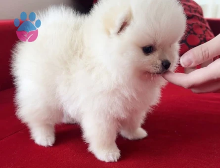 POMERANİAN BOO TEA CUP - 9404 - Görsel 3
