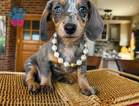 Minyatür dachund yavrular en özel renklerle - 9405 - Görsel 2