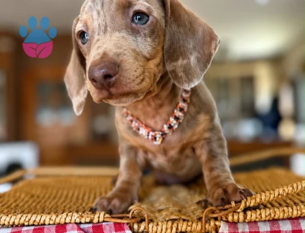 Minyatür dachund yavrular en özel renklerle - 9405