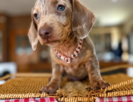 Minyatür dachund yavrular en özel renklerle - 9405