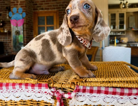 Minyatür dachund yavrular en özel renklerle - 9405 - Görsel 4