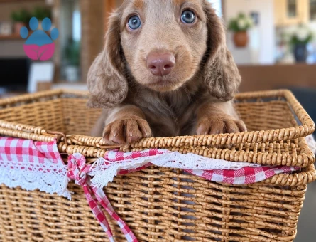 ISABELLA TAN LONGHAIR DACHSHUND - 9407 - Görsel 3